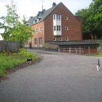 15 Katterna på bakgården
