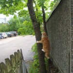 7 Kattbus 2