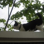 9 Kattbus 4