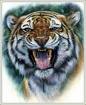 Arg tiger