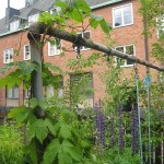 Humleväxtkraft