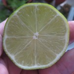 Lime