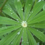 Lupinblad med droppe i mitten