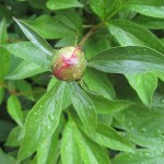 Pionknopp