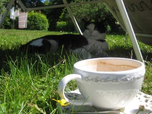 Sommar med katt i skuggan Cappuccino o Tvätt på tork