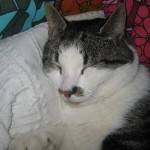 curry-sover-12-maj