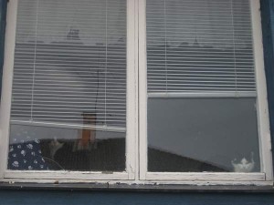 ensamma-katter-i-fonstret