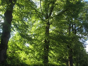 lindblomsgront-8-juni-09