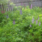 lupiner