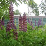 manga-blommor-i-var-herres-hage