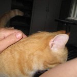 polly-kelar