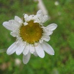 prastkrage-4