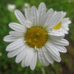 prastkrage-5