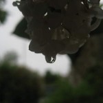regndroppe-pa-syren
