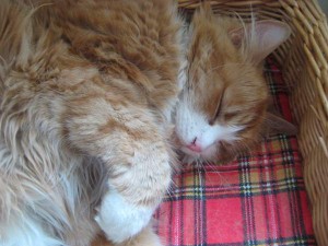 somnig-wilma-dagen-efter