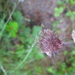 tufsig-humleblomster