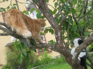 wilma-och-felix-i-tradet