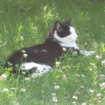 Felix i sommargrönska 16 juli 09