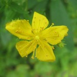 Gul blomma som fjäril