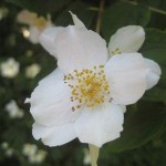 Jersminblomma