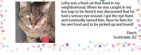 Katt utan öga
