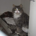 Katten med lätet