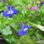 Lobelia i ösregn