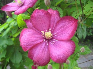 Röd clematis