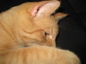 Röd katt helbild