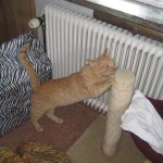 Röd katt kloar