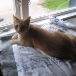 Röd katt på fönsterbrädan