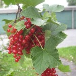 Röda vinbär