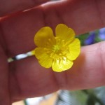 Smörblomma mellan mina fingrar Smörblomma mellan mina fingrar