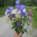 Sommarbukett från Närke
