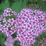 Spirea rosa