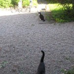 Tre katter med mig ute förstås 5 juli 09