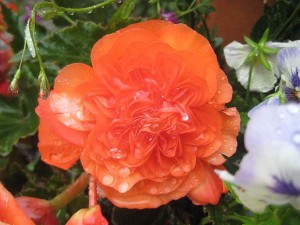 Våta blommor hos Britta