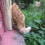 Wilma p f 3