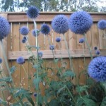 Blå blombollar