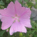 Malva blomma