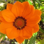 Orange blomma