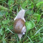 Snigeln