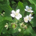 Björnbärsblommor