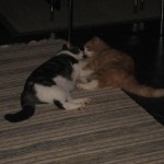 Curry, Wilma och en matta