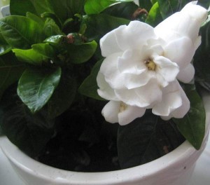 Gardenia