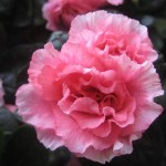 Kajsas azalea
