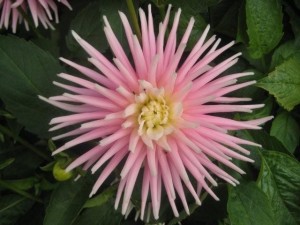 Saras dahlia