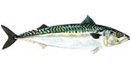 pop_makrill_s