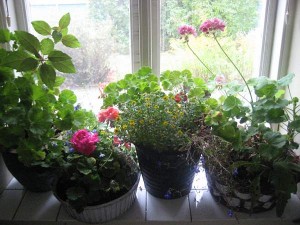 Blommorna i tvättstugan