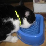 Felix dricker stressat